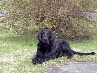 SE VCH Karlavagnens Hedda-De-Doll